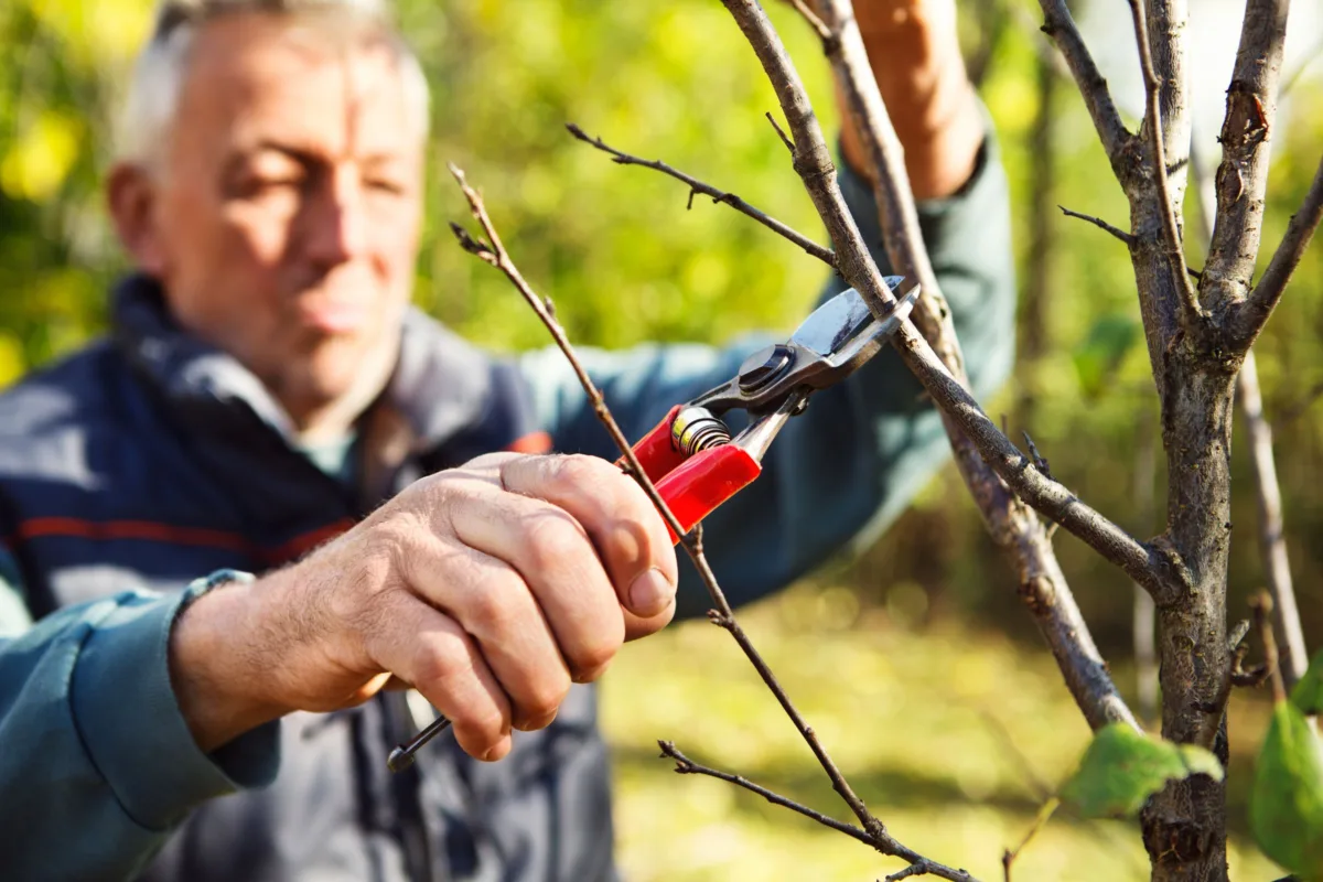 Mitarbeiter der den Baum schneidet