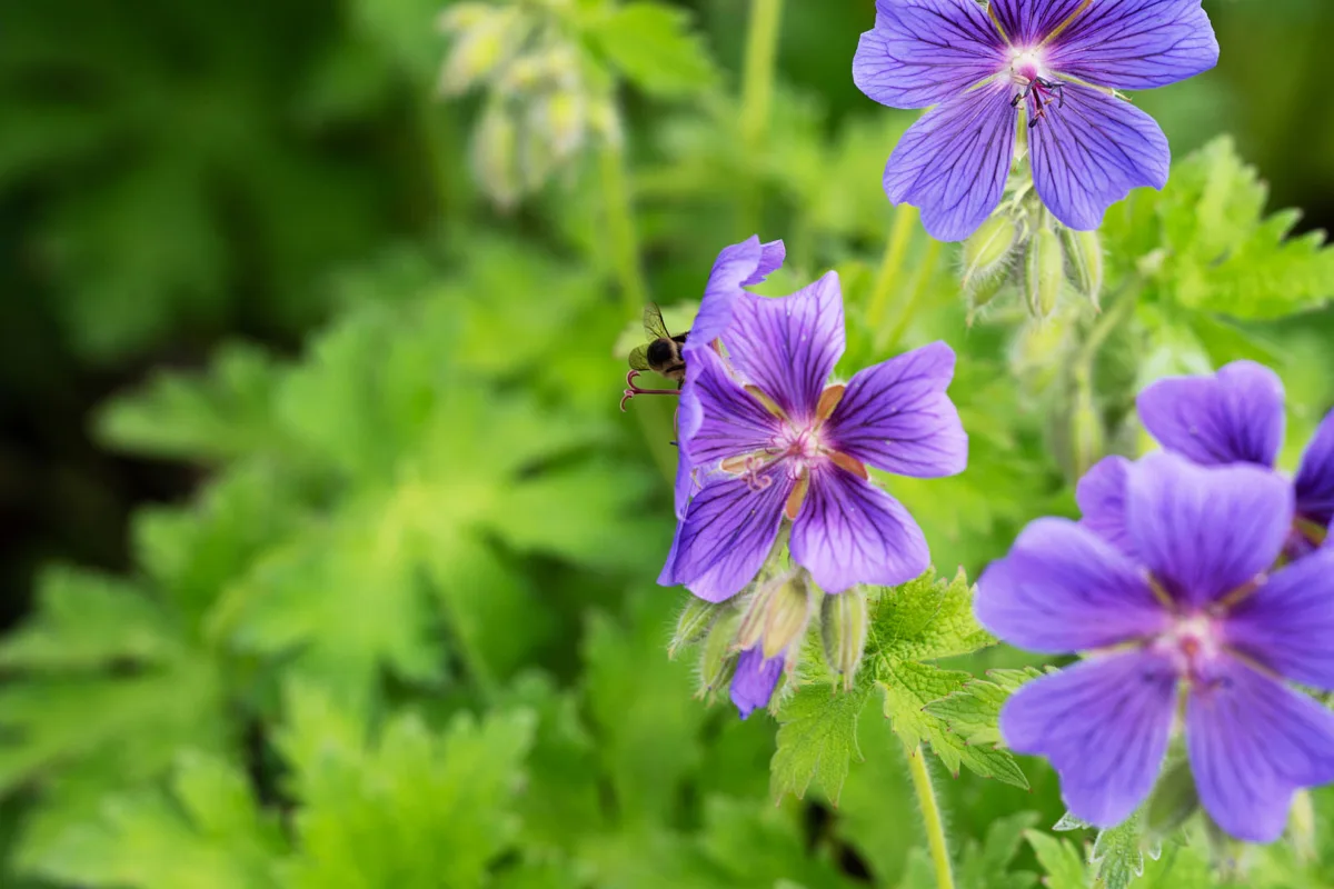 02 gewa naturnah garten