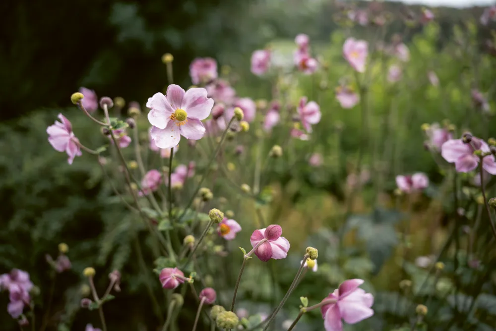 GEWA Website Gartenbau Bremgarten 04